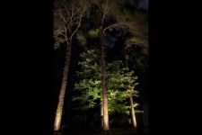 tree lighting chesapeake